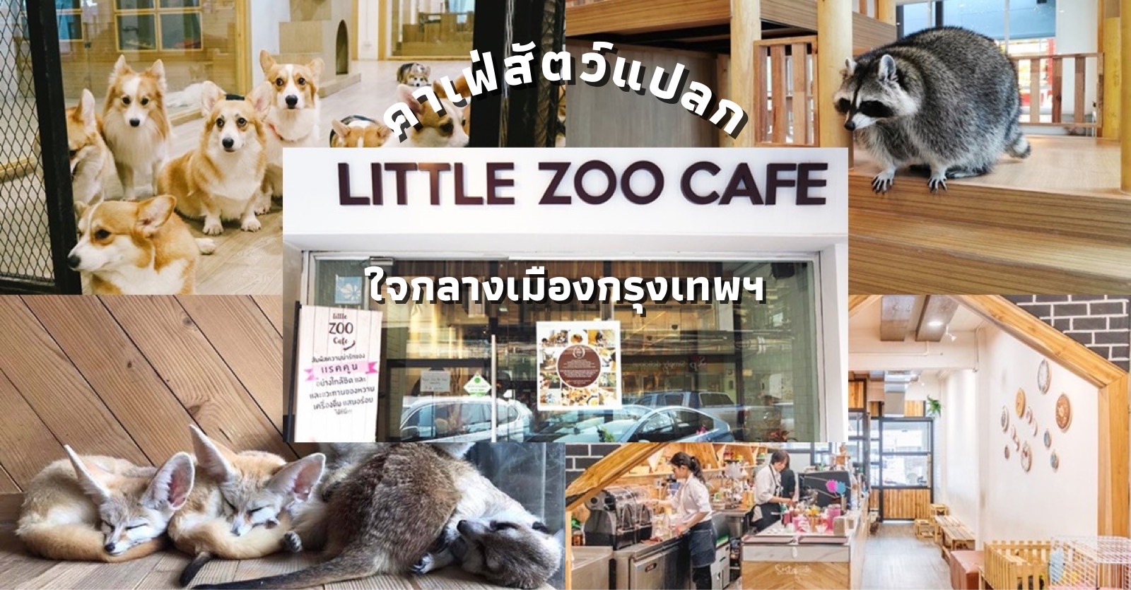Little Zoo Cafe คาเฟ่ที่คนรักสัตว์ต้องห้ามพลาด ในช่วง covid19 ที่ผ่าน